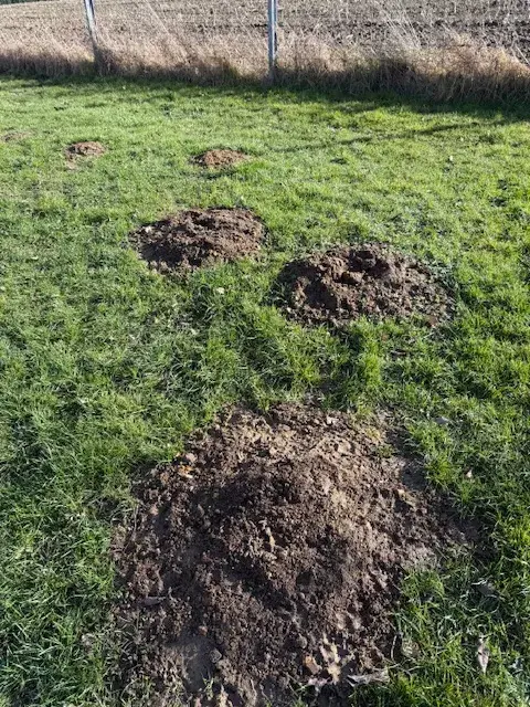 Piégeage mécanique des taupes