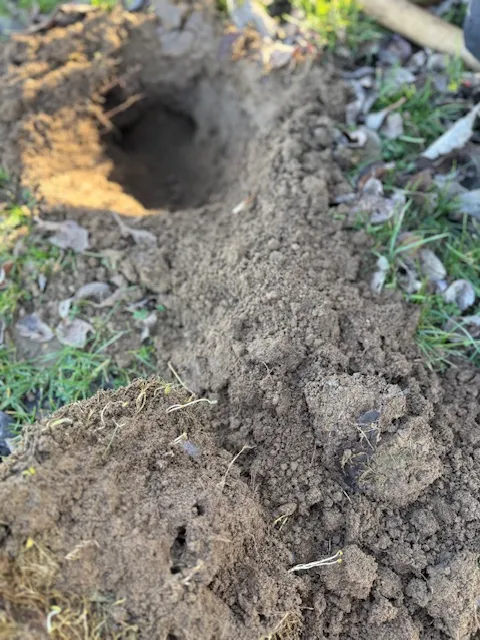 Pièges professionnels CIAO Taupe