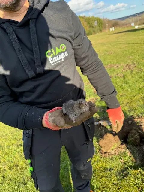 Service taupier écologique Belgique