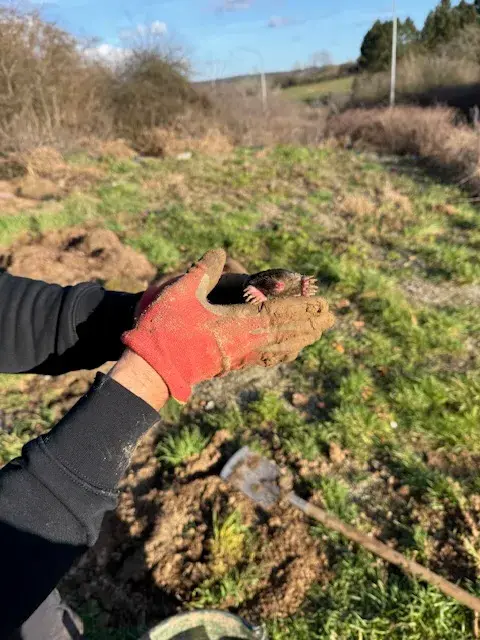 CIAO Taupe - résultat garanti